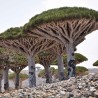Dragoeiro-de-socotra - Sementes
