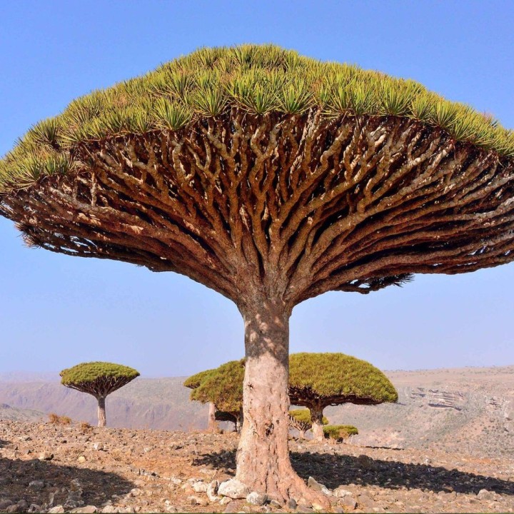 Dragoeiro-de-socotra - Sementes