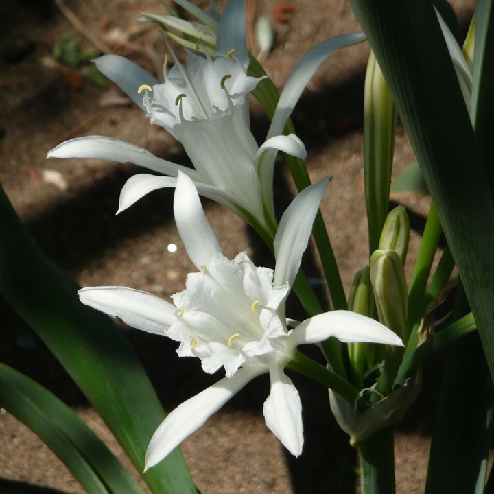 Lírio-do-mar - Sementes