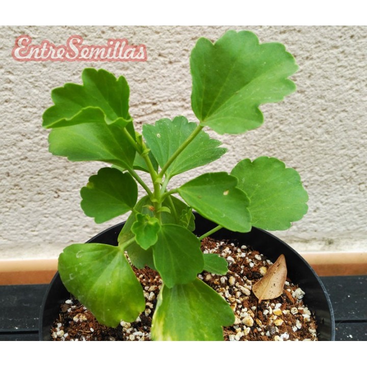 pelargonium acetosum geranio salmon planta a la venta