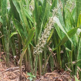 Sanseviéria africana - Sementes