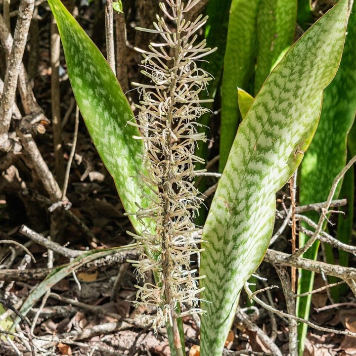 Sanseviéria africana - Sementes