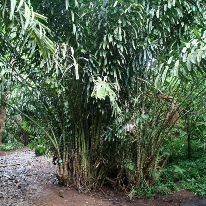 Salak - Sementes