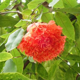Rosa-da-venezuela - Sementes