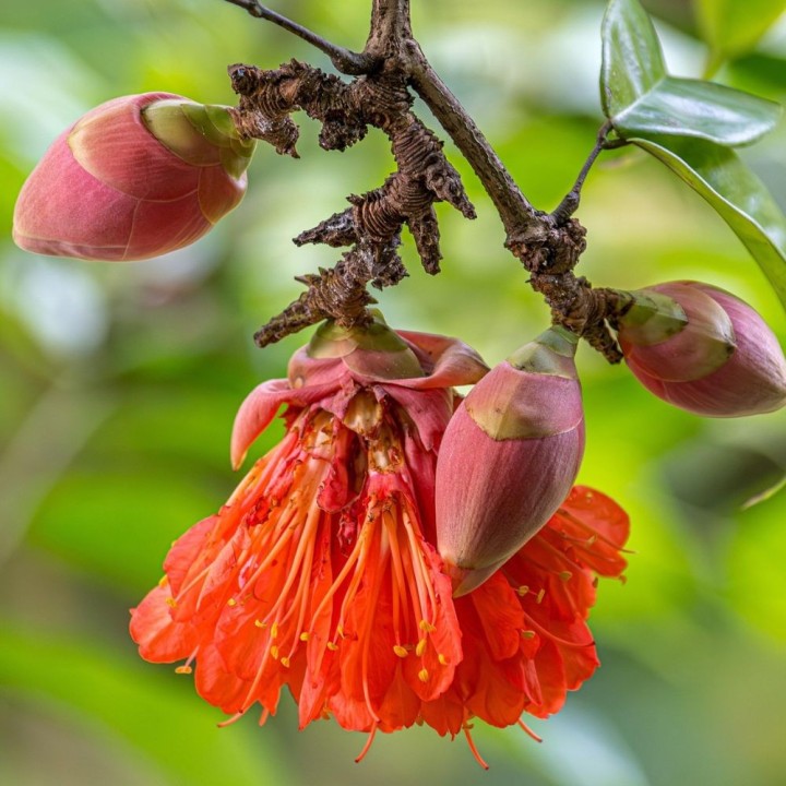 Rosa-da-venezuela - Sementes