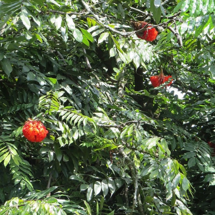 Rosa-da-venezuela - Sementes