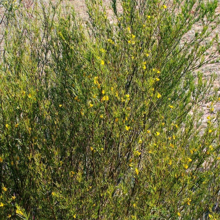 Rooibos - Sementes