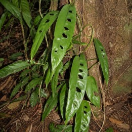 Rhaphidophora megasperma - Sementes