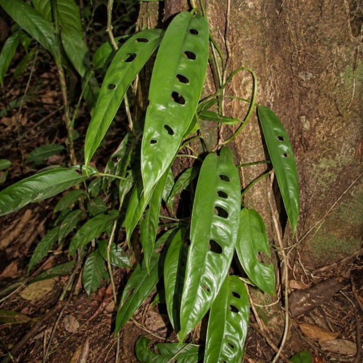 Rhaphidophora megasperma - Sementes