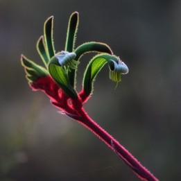 Pata-de-canguru vermelha e verde - Sementes