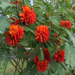 Sesbania-vermelha - Sementes