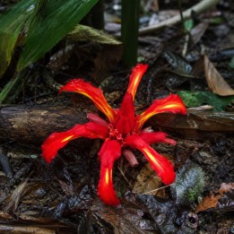 Lirio-gengibre vermelho - Sementes