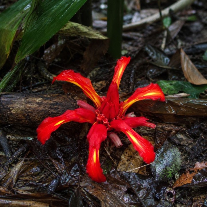 Lirio-gengibre vermelho - Sementes