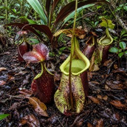 Nepenthes rafflesiana - Sementes
