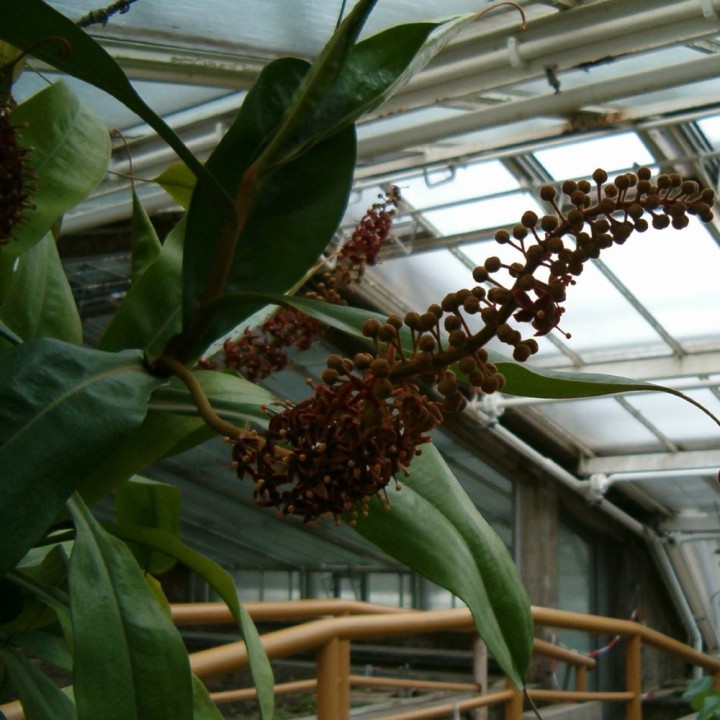 Nepenthes rafflesiana - Sementes