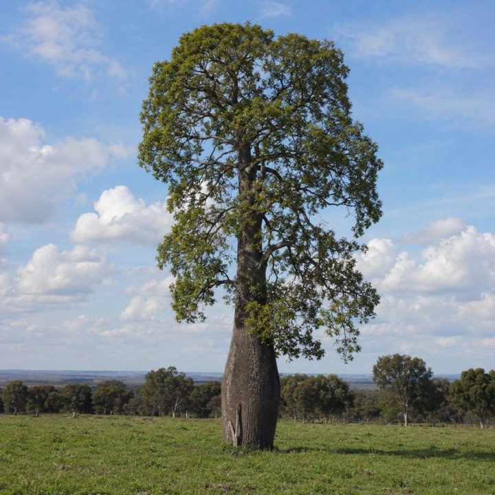Arvore-garrafa de Queensland - Sementes