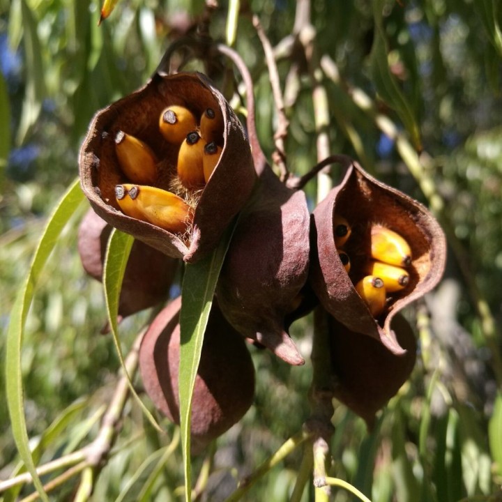 Arvore-garrafa de Queensland - Sementes