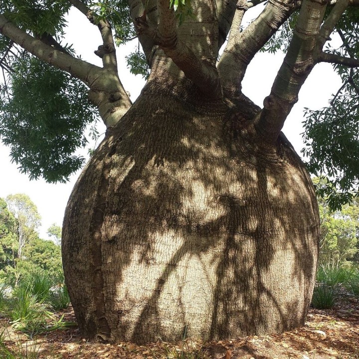 Arvore-garrafa de Queensland - Sementes