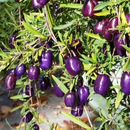 Baga-maca purpura - Sementes