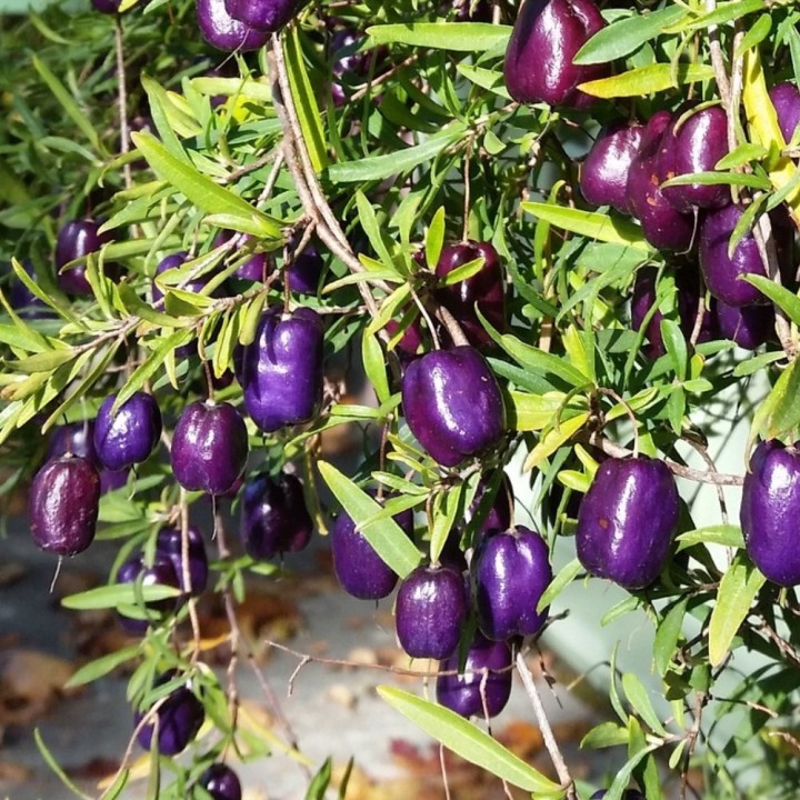 Baga-maca purpura - Sementes