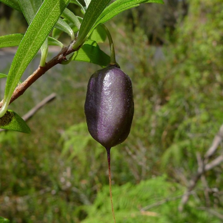 Baga-maca purpura - Sementes