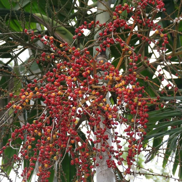 Ptychosperma salomonense - Sementes