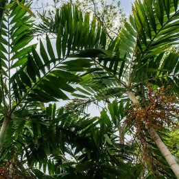 Ptychosperma salomonense - Sementes