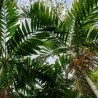 Ptychosperma salomonense - Sementes
