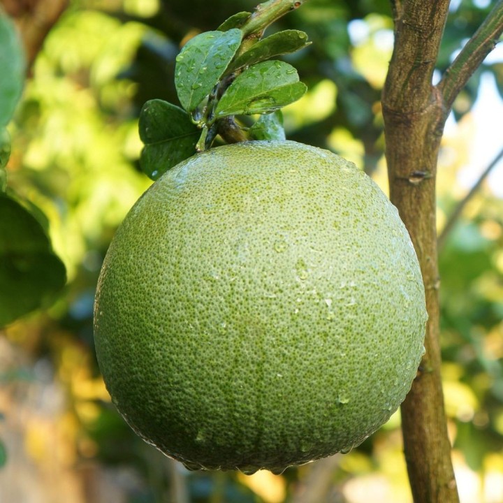 Toranja-gigante - Sementes