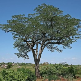 Mogno-de-vagem - Sementes