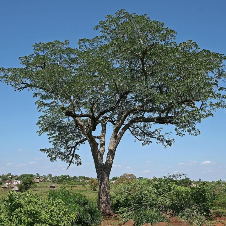 Mogno-de-vagem - Sementes