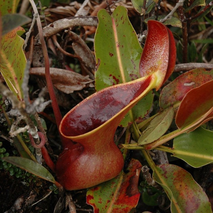Nepenthes lowii - Sementes