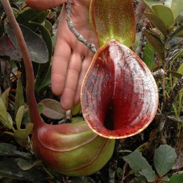 Nepenthes lowii - Sementes