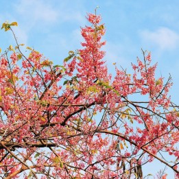 Chuva-rosa - Sementes