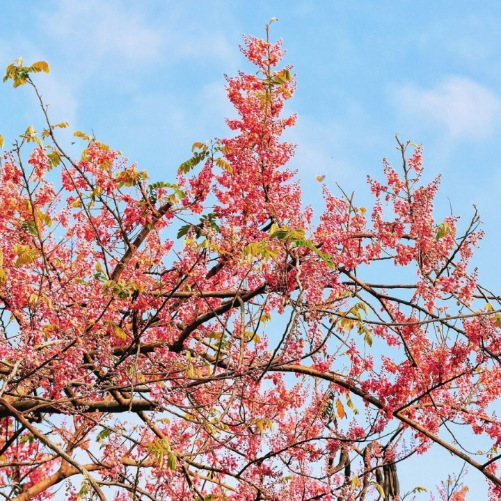 Chuva-rosa - Sementes