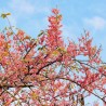 Chuva-rosa - Sementes