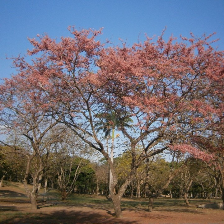 Chuva-rosa - Sementes