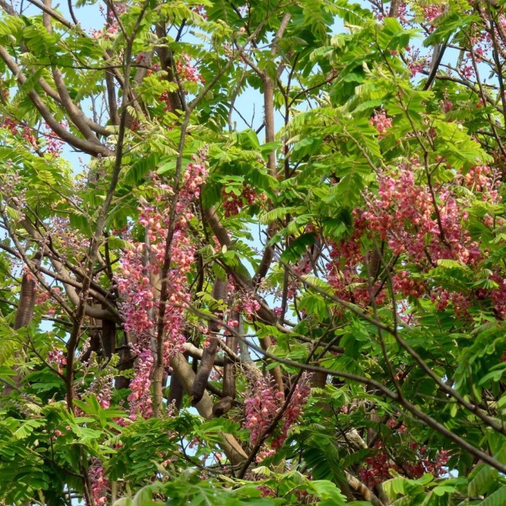 Chuva-rosa - Sementes