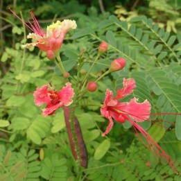 Flamboyant-anao rosa - Sementes