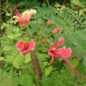 Flamboyant-anao rosa - Sementes
