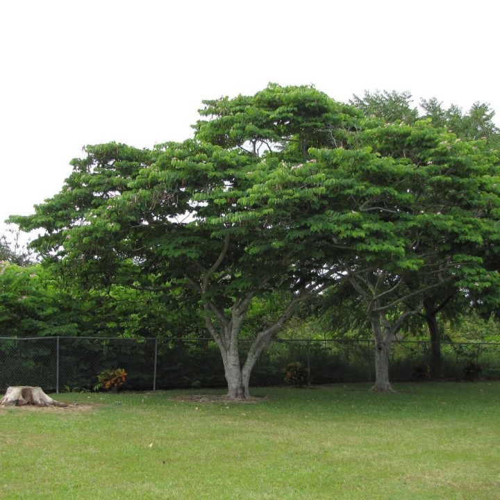 Bauinia-rosa - Sementes
