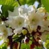 Flor-trombeta-do-nepal - Sementes
