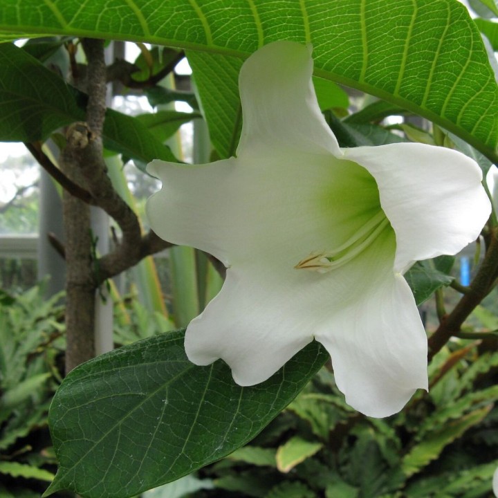 Flor-trombeta-do-nepal - Sementes