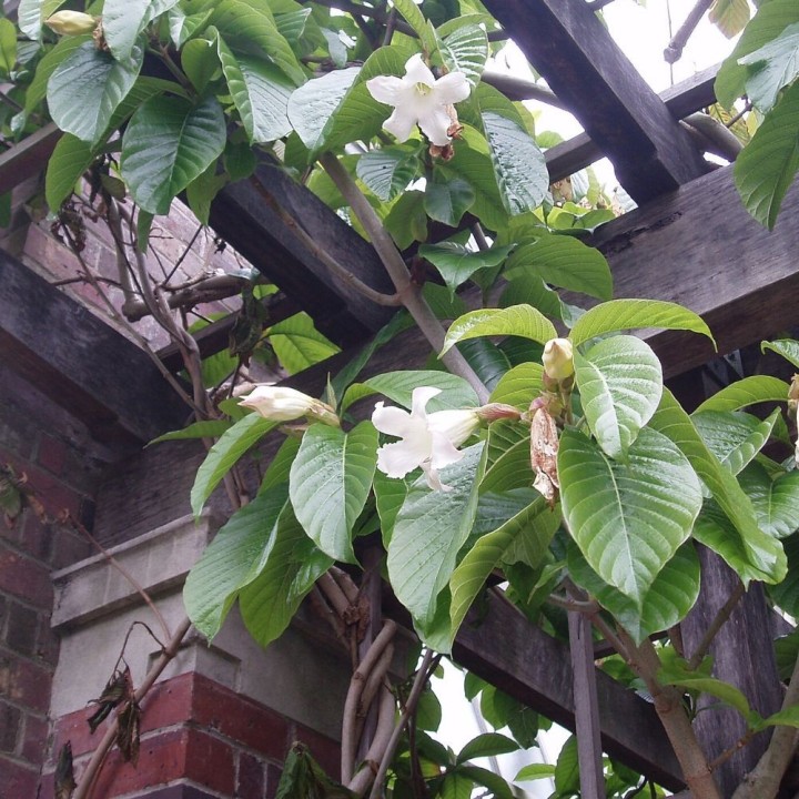 Flor-trombeta-do-nepal - Sementes