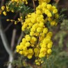Acacia-de-Mudgee - Sementes