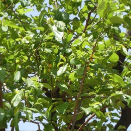 Fruta-de-macaco - Sementes