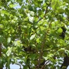 Fruta-de-macaco - Sementes