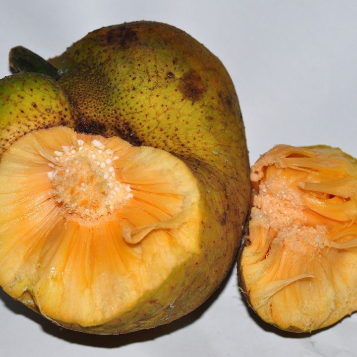 Fruta-de-macaco - Sementes