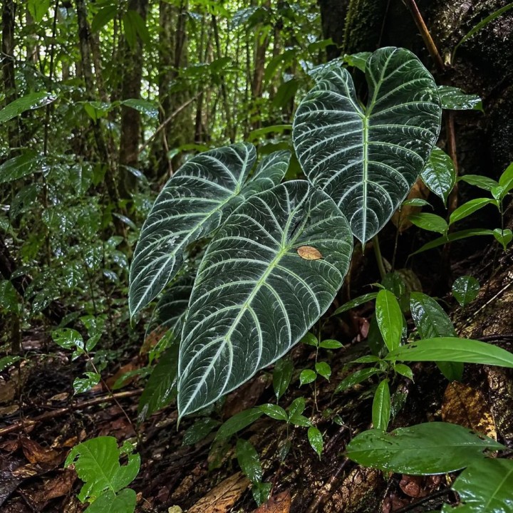Alocasia de Meratus - Sementes