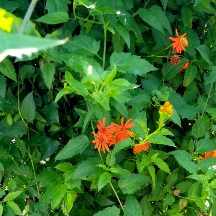Trepadeira-de-fogo mexicana - Sementes